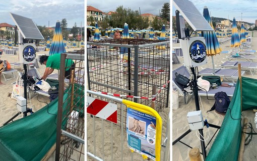 Arma di Taggia come il Grande Fratello: la schiusa delle uova di tartaruga diventa un evento in diretta web (Foto)