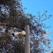 Ventimiglia, il M5S attacca Di Muro sulla videosorveglianza: "Le telecamere comunali non siano strumento di propaganda" Ventimiglia, il M5S attacca Di Muro sulla videosorveglianza: "Le telecamere comunali non siano strumento di propaganda"