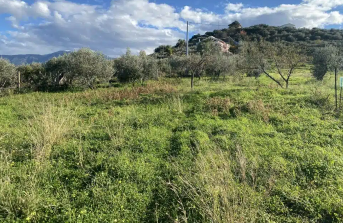 Liguria, ogni ettaro agricolo è un presidio: Coldiretti lancia l’allarme su consumo di suolo e abbandono dei campi