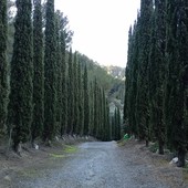 Ventimiglia, Festa degli Alberi a Sant'Antunin: un cipresso sarà dedicato alla memoria dei piloti dei canadair (Foto)
