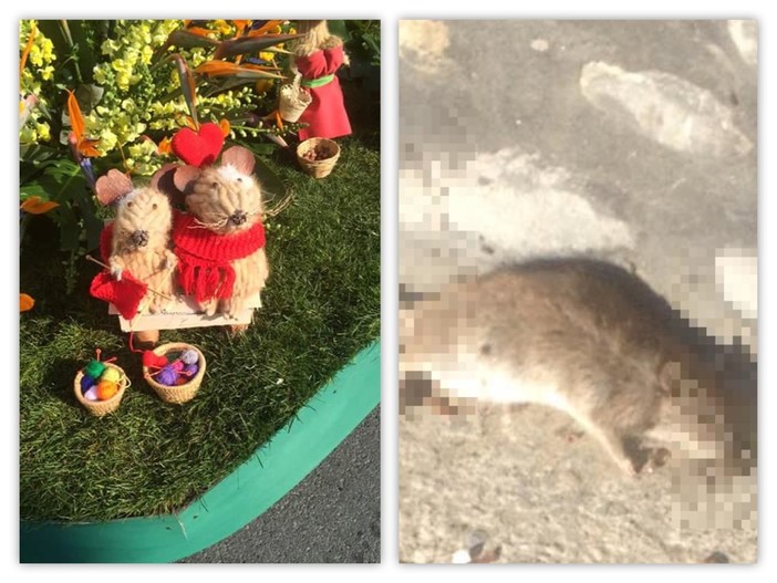 Santo Stefano al Mare: il pifferaio magico guidava i topi con la musica. Molti nel tragitto, hanno scelto di rimanere in paese