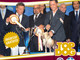 I cani più belli e pluripremiati animeranno domenica prossima il 'Top Dog' a Sanremo firmato Farmina Pet Foods!