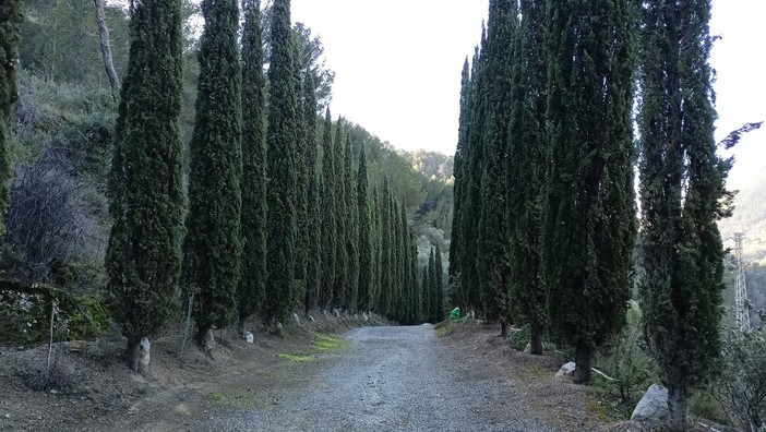 Ventimiglia, Festa degli Alberi a Sant'Antunin: un cipresso sarà dedicato alla memoria dei piloti dei canadair (Foto) Ventimiglia, Festa degli Alberi a Sant'Antunin: un cipresso sarà dedicato alla memoria dei piloti dei canadair (Foto)