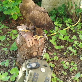 A Triora una due giorni dedicata alla didattica di falconeria con Terra di Confine A Triora una due giorni dedicata alla didattica di falconeria con Terra di Confine