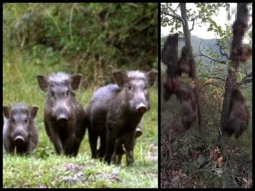 Macabra scoperta a Isolabona, trovate sette teste di cinghiali decapitate Macabra scoperta a Isolabona, trovate sette teste di cinghiali decapitate