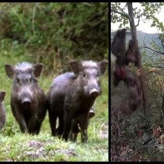 Macabra scoperta a Isolabona, trovate sette teste di cinghiali decapitate