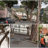Sanremo: addio ai pini di via Margotti, verrà rifatta la strada e saranno piantati nuovi alberi