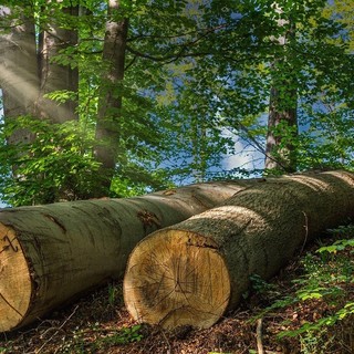 Il Parco naturale del Marguareis, al confine tra Piemonte e Liguria, si trasforma in un “laboratorio di selvicoltura”