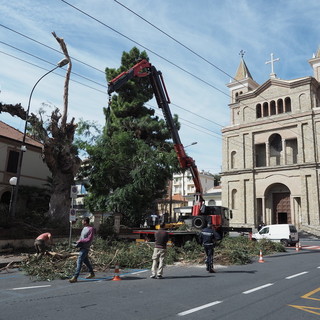 Arma di Taggia dice addio all'eucalipto centenario di Villa Boselli: c'era il rischio che crollasse a terra (Foto e Video)