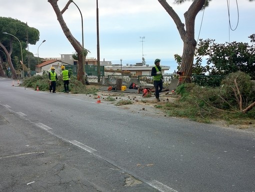 Sanremo, il consigliere Ventimiglia critica i lavori in via Padre Semeria: "Bene l'intervento, ma i nuovi alberi sono una scelta sbagliata" Sanremo, il consigliere Ventimiglia critica i lavori in via Padre Semeria: "Bene l'intervento, ma i nuovi alberi sono una scelta sbagliata"
