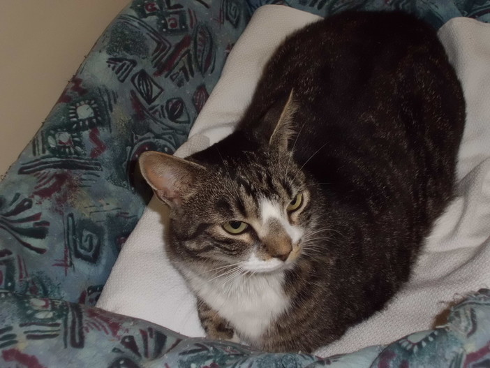 Sanremo: zona foce è stata smarrita la gattina Titti