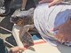 Imperia, portata in salvo una tartaruga Caretta Caretta (video)