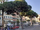 Sanremo: programmato pino da abbattere in via Nino Bixio, il forte sdegno del Comitato P.A.T. Sanremo: programmato pino da abbattere in via Nino Bixio, il forte sdegno del Comitato P.A.T.