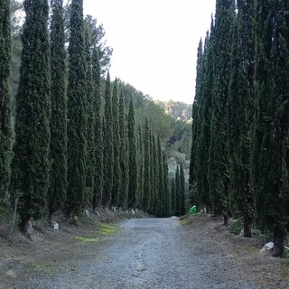 Ventimiglia, Festa degli Alberi a Sant'Antunin: un cipresso sarà dedicato alla memoria dei piloti dei canadair (Foto) Ventimiglia, Festa degli Alberi a Sant'Antunin: un cipresso sarà dedicato alla memoria dei piloti dei canadair (Foto)