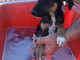 Sanremo: la cagnolina Trini è in cerca di una nuova famiglia