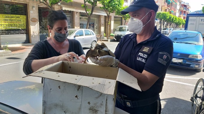 Diano Marina: uccello acquatico trovato in pieno centro, catturato e consegnato alla Lipu Diano Marina: uccello acquatico trovato in pieno centro, catturato e consegnato alla Lipu