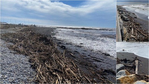 Maltempo, a Ventimiglia tronchi sulla spiaggia. Scullino: "Tutto da rifare" (Foto)