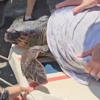 Imperia, portata in salvo una tartaruga Caretta Caretta (video)