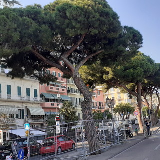 Sanremo: programmato pino da abbattere in via Nino Bixio, il forte sdegno del Comitato P.A.T. Sanremo: programmato pino da abbattere in via Nino Bixio, il forte sdegno del Comitato P.A.T.