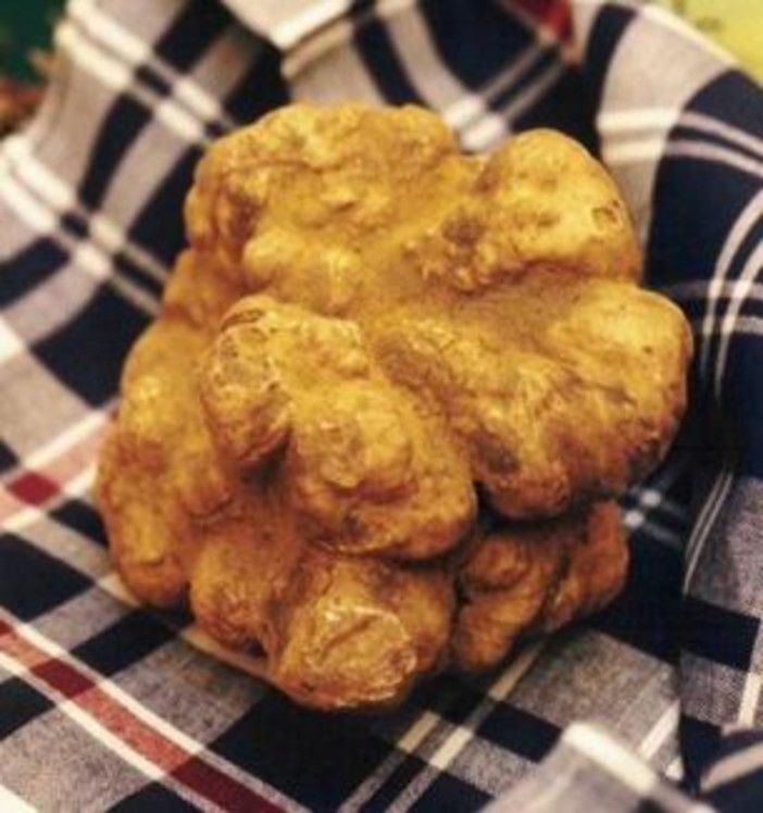 Domenica anche l'Accademia del Peperoncino con l'Anga alla Fiera del Tartufo