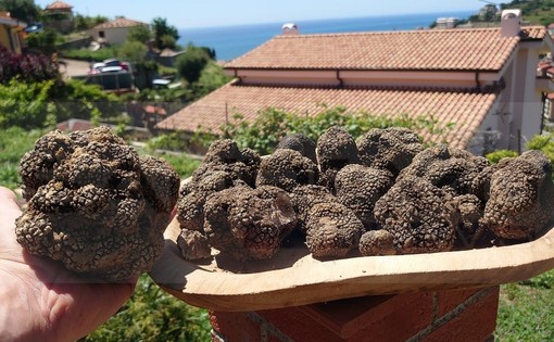 Sanremo: guidato dalle sue due cagnoline passeggia sulle alture e trova 2 chili di tartufi (Foto)