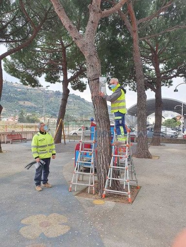 Taggia: scatta la lotta alla processionaria, piazzate trappole sugli alberi nei parchi giochi