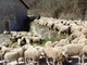 Ok del comitato intergovernativo del patrimonio mondiale: la transumanza è patrimonio culturale dell'Unesco Ok del comitato intergovernativo del patrimonio mondiale: la transumanza è patrimonio culturale dell'Unesco