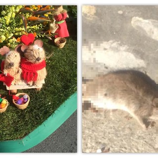 Santo Stefano al Mare: il pifferaio magico guidava i topi con la musica. Molti nel tragitto, hanno scelto di rimanere in paese Santo Stefano al Mare: il pifferaio magico guidava i topi con la musica. Molti nel tragitto, hanno scelto di rimanere in paese