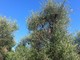Olio extravergine di oliva taggiasco a rischio scomparsa: fioritura colpita dalla pioggia, la campagna olearia è già finita?