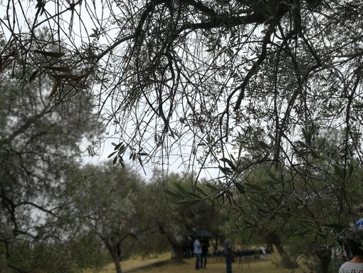 Imperia: venerdì prossimo, incontro letterario sulla storia dell’Ulivo, portatore di pace e di sapienza