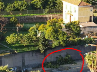 Ultimi pini al Borea