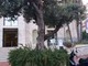 Bordighera: spostata al mercato la pianta d’ulivo della chiesa di Terrasanta, Trucchi “Bisognava metterla in un posto definitivo perché non soffrisse, ora sta morendo”
