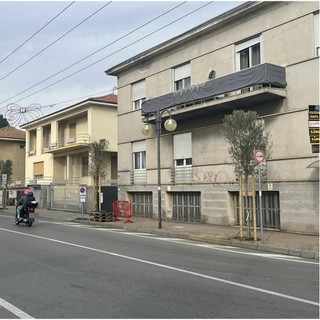 Sull'Aurelia a Camporosso Mare spuntano gli ulivi, Gibelli: "Scelti per ricostituire il filare alberato" (Foto)