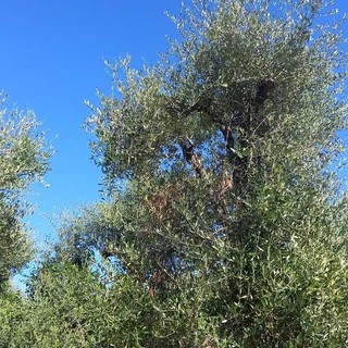 Olio extravergine di oliva taggiasco a rischio scomparsa: fioritura colpita dalla pioggia, la campagna olearia è già finita? Olio extravergine di oliva taggiasco a rischio scomparsa: fioritura colpita dalla pioggia, la campagna olearia è già finita?
