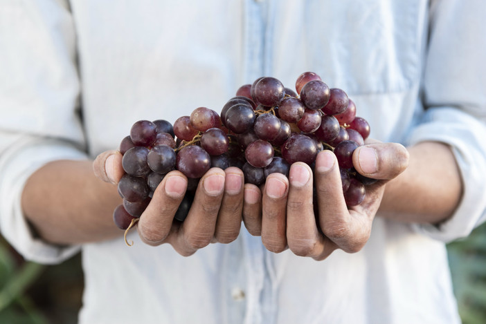 Aspettando la festa dell'uva: sabato giri in vigna e degustazione in attesa della festa di fine agosto a Pornassio