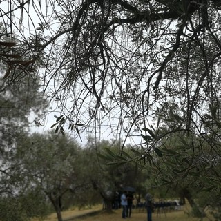 Imperia: venerdì prossimo, incontro letterario sulla storia dell’Ulivo, portatore di pace e di sapienza