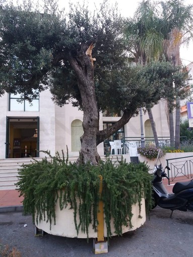 Bordighera: spostata al mercato la pianta d’ulivo della chiesa di Terrasanta, Trucchi “Bisognava metterla in un posto definitivo perché non soffrisse, ora sta morendo” Bordighera: spostata al mercato la pianta d’ulivo della chiesa di Terrasanta, Trucchi “Bisognava metterla in un posto definitivo perché non soffrisse, ora sta morendo”