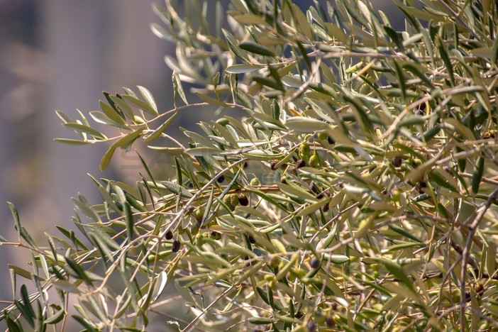 Domenica con i cammini dell'olio alla scoperta degli uliveti di Badalucco con l'azienda Roi