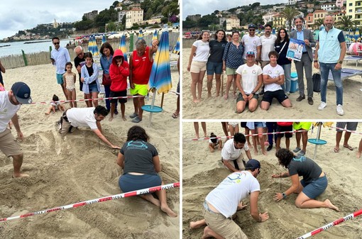Una tartaruga marina ha deposto delle uova ad Arma di Taggia, è il primo caso nella Riviera di Ponente (Foto)