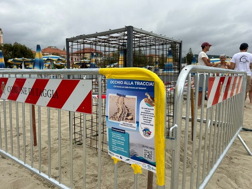 Taggia, turisti in 'pellegrinaggio' per il nido della tartaruga, i biologi: "La schiusa delle uova tra due mesi" (Foto e video)