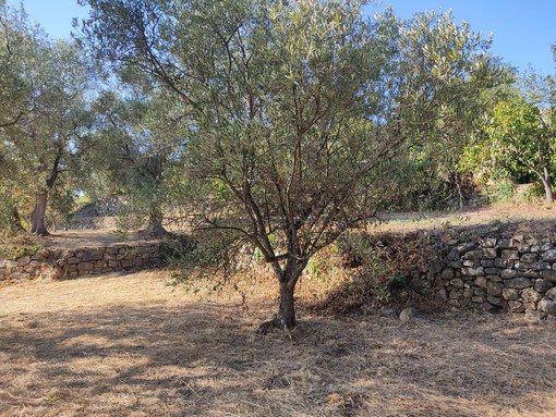 Uliveti, Piana: “Potenziato l'accesso alla PAC per tutelare ambiente e paesaggio” Uliveti, Piana: “Potenziato l'accesso alla PAC per tutelare ambiente e paesaggio”