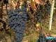 Viticoltura imperiese: Coldiretti, servono azioni forti di promozione e valorizzazione dei nostri vini