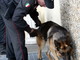Bordighera: controlli antidroga dell'unità cinofila dei Carabinieri questa mattina al Montale