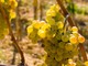 Camporosso: al via ‘Vertourmer’ il progetto transfrontaliero europeo per la promozione del Vermentino Camporosso: al via ‘Vertourmer’ il progetto transfrontaliero europeo per la promozione del Vermentino