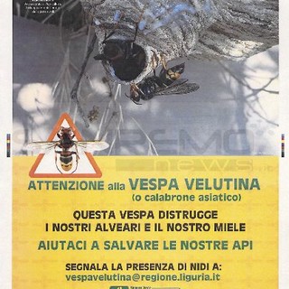 Ventimiglia: la Protezione Civile promuove la campagna informativa contro la Vespa Velutina, manifesti affissi dalle squadre di monitoraggio antincendio Ventimiglia: la Protezione Civile promuove la campagna informativa contro la Vespa Velutina, manifesti affissi dalle squadre di monitoraggio antincendio