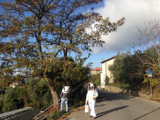 Seborga: intervento degli operatori su un nido di Vespe Velutine, a 10 metri di altezza Seborga: intervento degli operatori su un nido di Vespe Velutine, a 10 metri di altezza