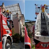 Vallecrosia, nido di vespe velutine: vigili del fuoco e protezione civile in azione (Foto) Vallecrosia, nido di vespe velutine: vigili del fuoco e protezione civile in azione (Foto)
