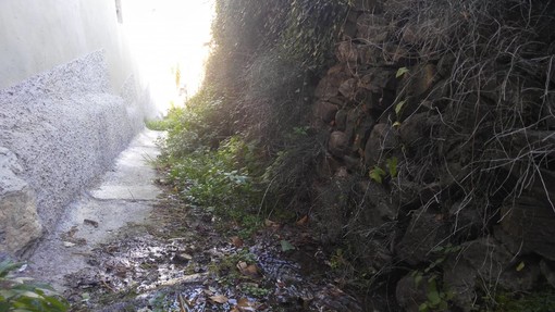 Imperia: incuria nella mulattiera comunale di via Ruggetto a Barcheto, l'appello dei residenti all'amministrazione (Foto)
