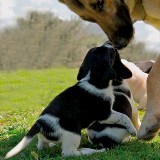 Etologia e Animalità: la ‘Riserva Sparta’ mette radici a Pieve di Teco in Valle Arroscia Etologia e Animalità: la ‘Riserva Sparta’ mette radici a Pieve di Teco in Valle Arroscia