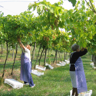La vendemmia in Liguria si potrà svolgere da domani a martedì 15 novembre: conferma dalla Regione